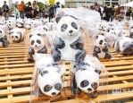 熊猫沪送暖，春满台北城—上海将赠两只小熊猫赴台北